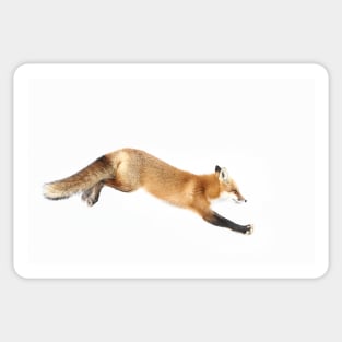 Red Fox Pounce - Algonquin Park Sticker